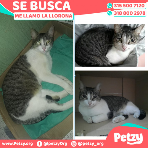 Foto de mascota La Llorona