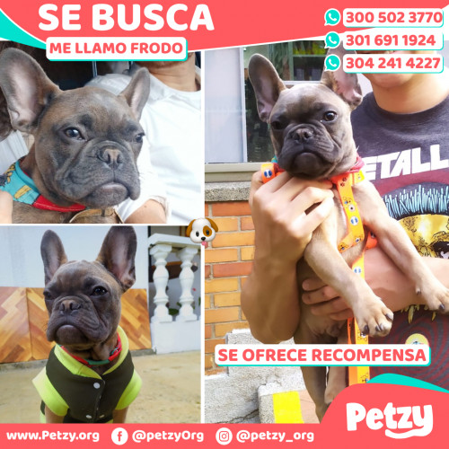 Foto de mascota Frodo