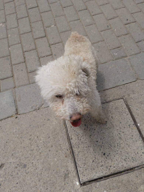 Del Perrito