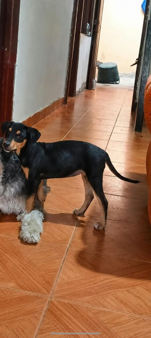 Molí