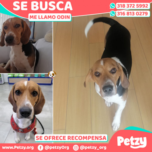 Foto de mascota Odin