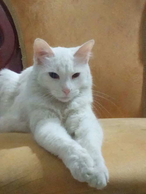 Princesa
