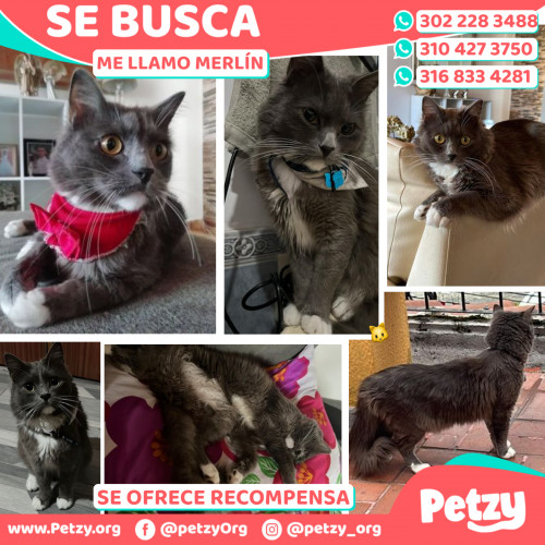 Foto de mascota Merlín