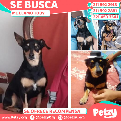 Foto de mascota Toby