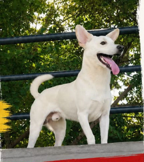 Paco