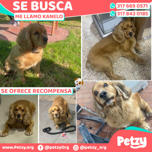 Foto de mascota Kanelo