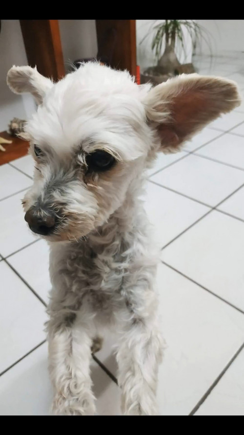 Pita