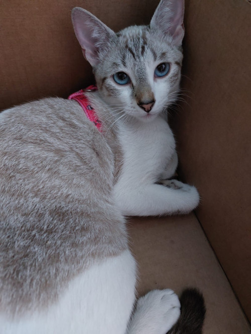 Kiara 