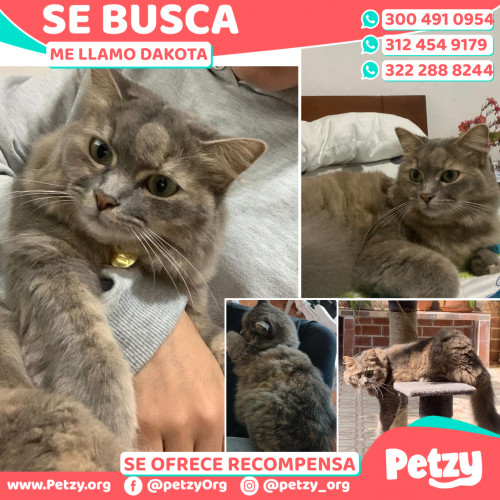 Foto de mascota Dakota