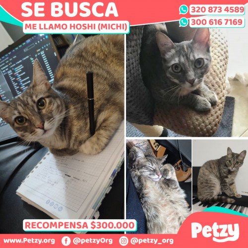 Foto de mascota Hoshi (michi)