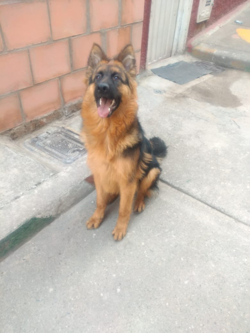 Thor