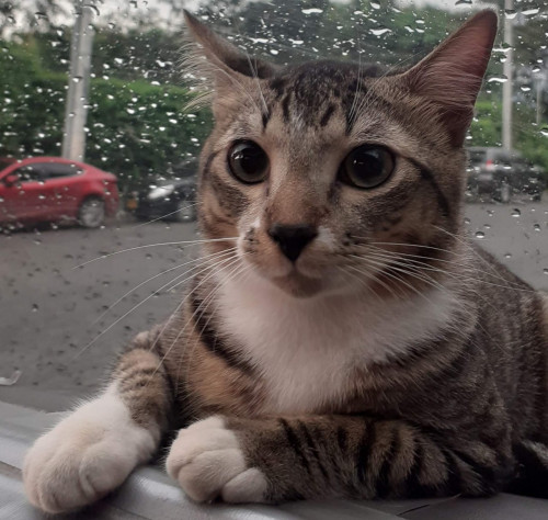 Max