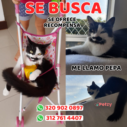 Foto de mascota Pepa