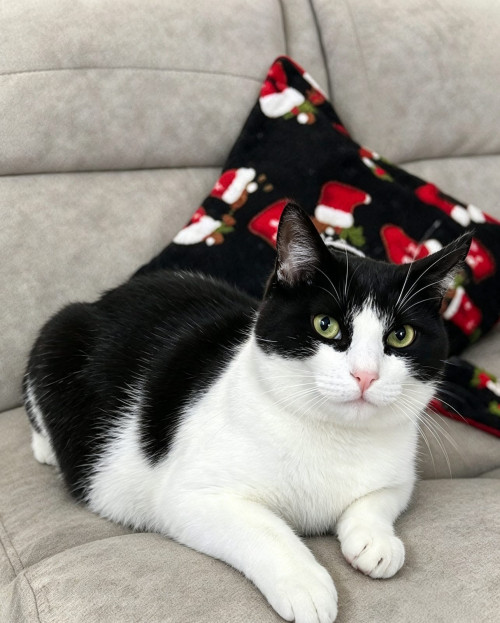Tom
