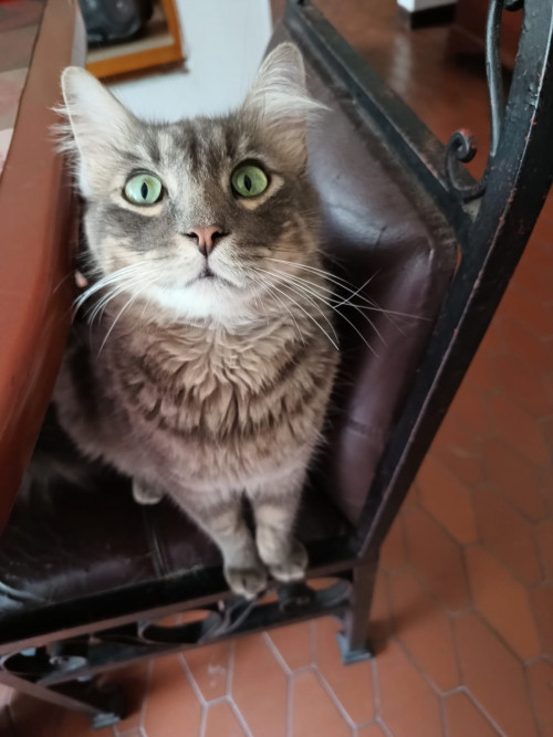 Tito