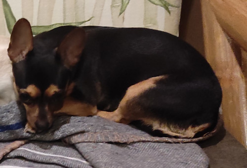 Morita