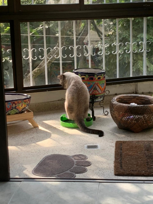 Coco
