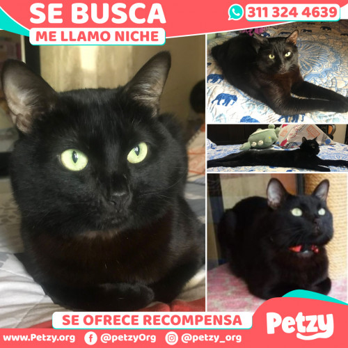 Foto de mascota Niche