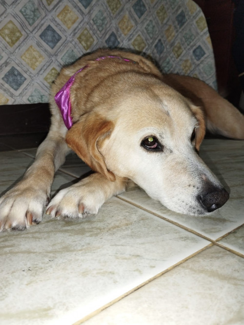 Muñeca
