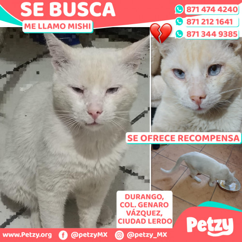 Foto de mascota Mishi