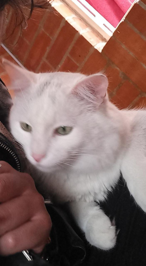 Wisky