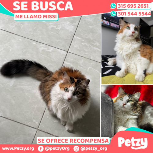 Foto de mascota Missi