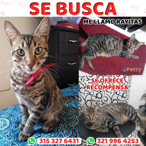 Foto de mascota Rayitas