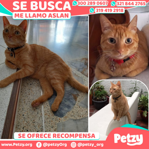 Foto de mascota Aslan 