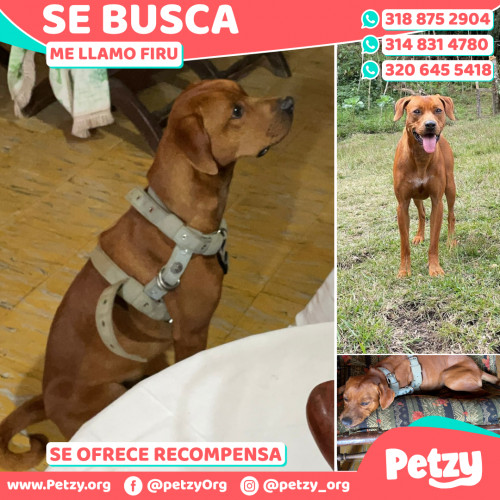 Foto de mascota Firu