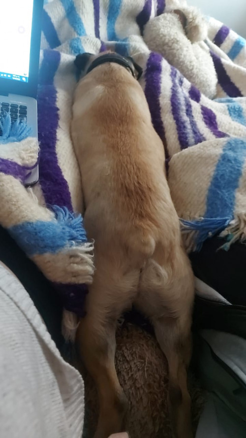 Tobias