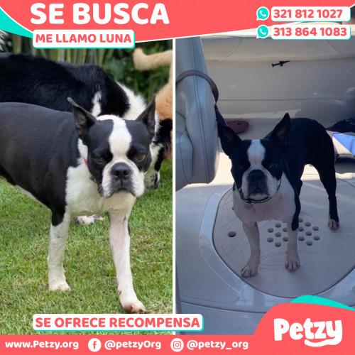 Foto de mascota Luna