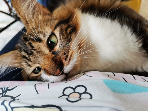 Nala