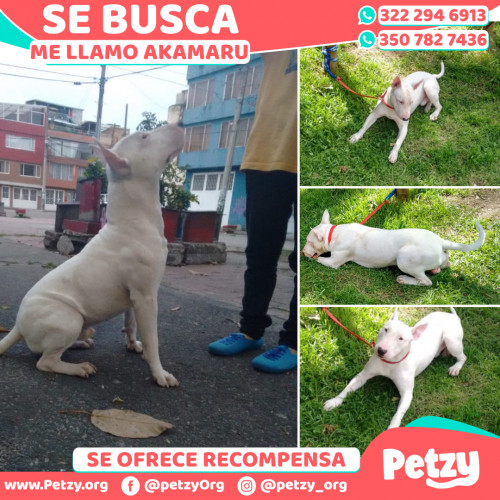 Foto de mascota Akamaru