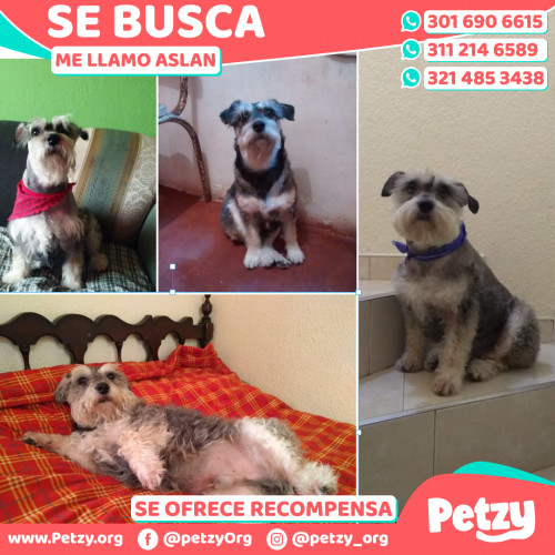 Foto de mascota Aslan