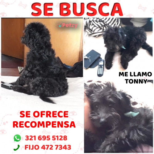 Foto de mascota Tonny