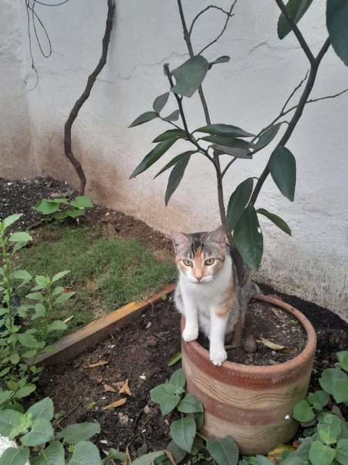 Nena