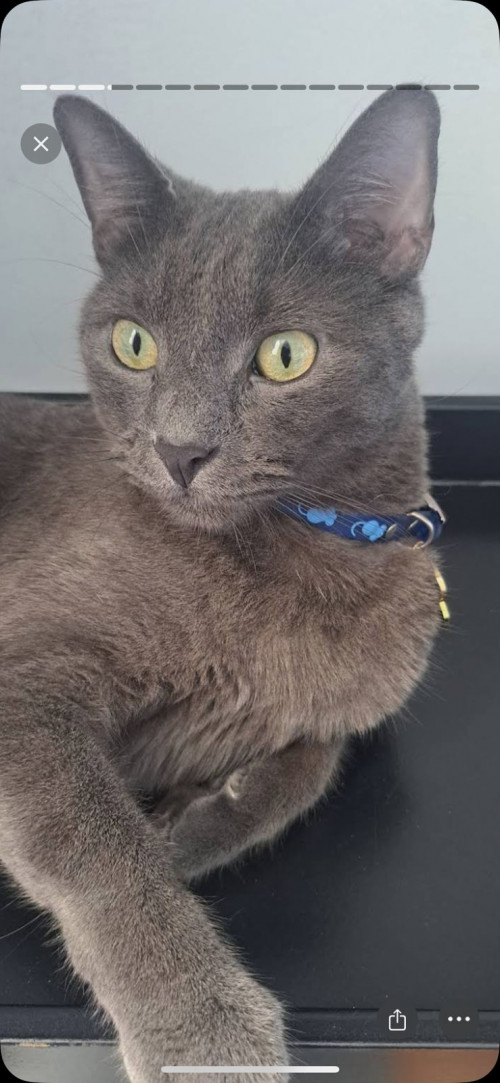 Copito