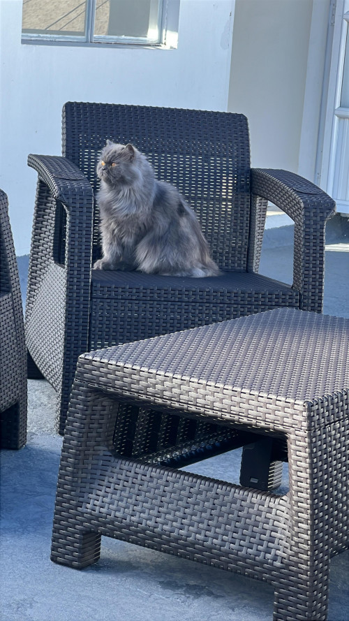 Tom