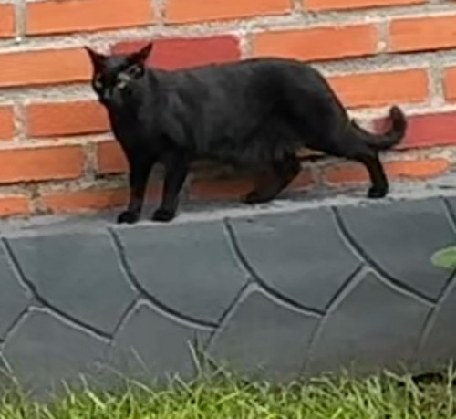Chimuelita