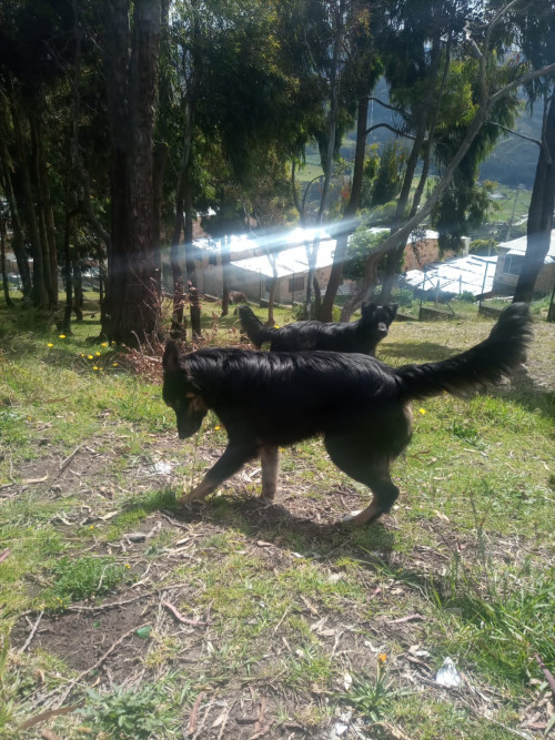 Oso