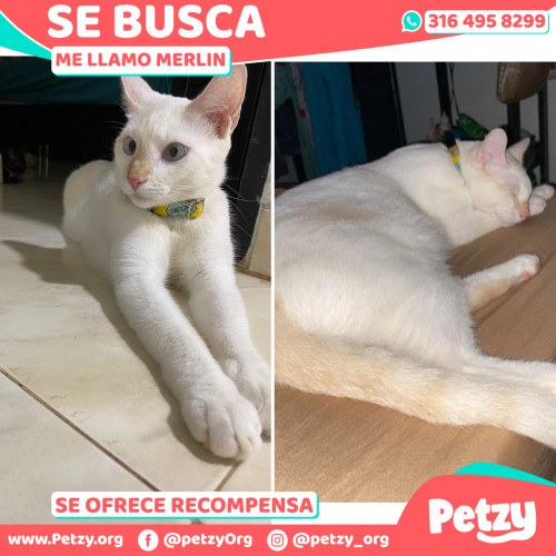 Foto de mascota Merlin