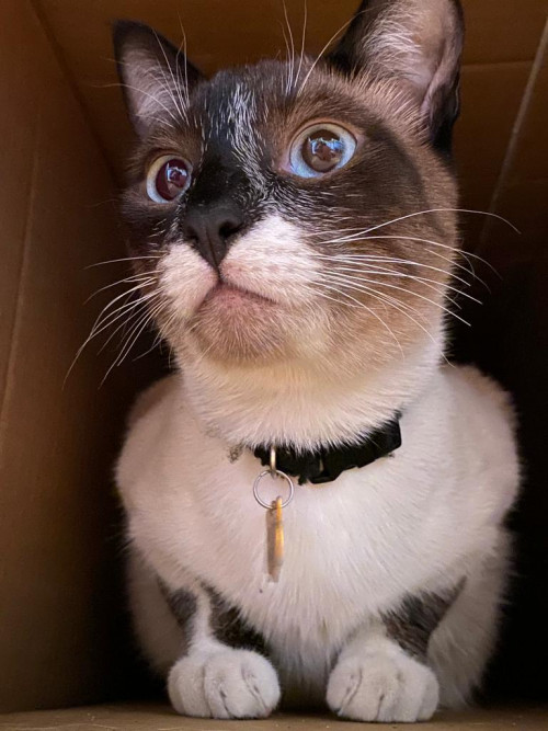 Kitty