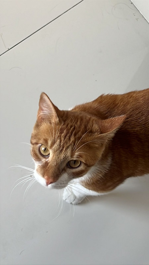 Pipito