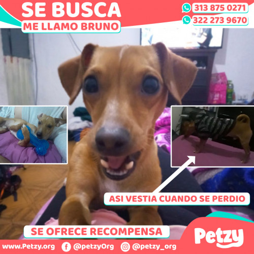 Foto de mascota Bruno