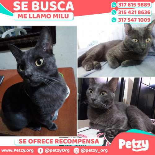 Foto de mascota Milu