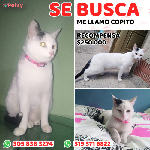 Foto de mascota Copito