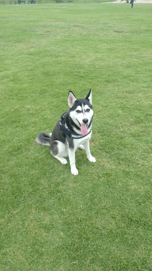 Dulce
