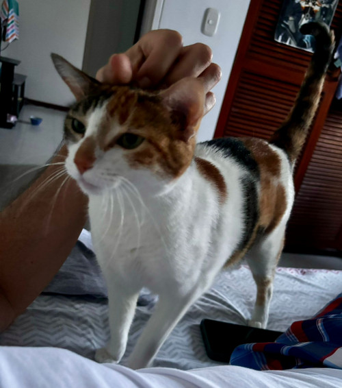 Kitty