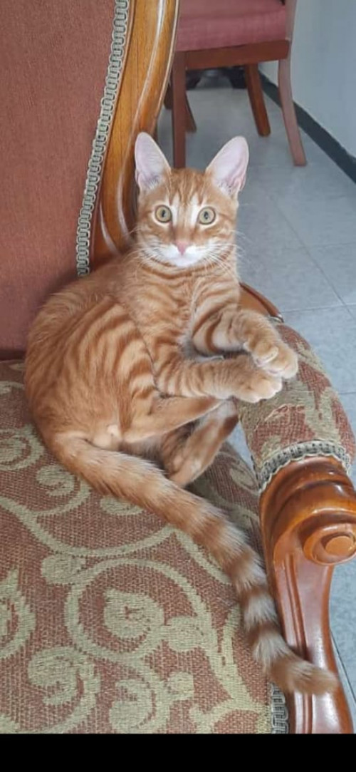 Tom