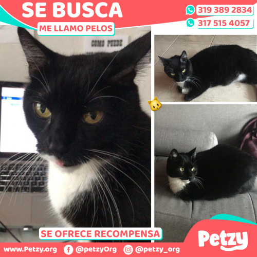 Foto de mascota Pelos